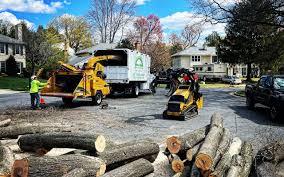 How Our Tree Care Process Works  in  Layhill, MD